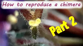 How to reproduce an african violet chimera. PART 2