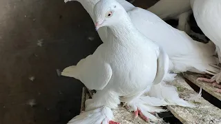 В гостях у Алишера Сохибова.Порода черноносых таджикских бойных игровых голубей 🕊#pigeons 2021 год