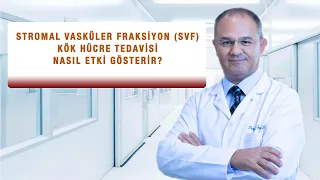 Stromal vasküler fraksiyon-SVF kök hücreleri nasıl etki gösterir? Prostat ameliyatı-sertleşme sorunu