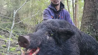 Band Of Brother's  episode 2. gopro on dog  184 pound native boar.