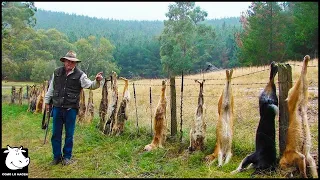 Cómo Lidian Los Agricultores Australianos Con Los Dingos Salvajes Que Atacan A Sus Mascotas - Granja
