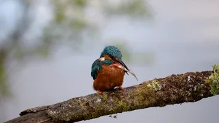 Male and Female Kingfisher