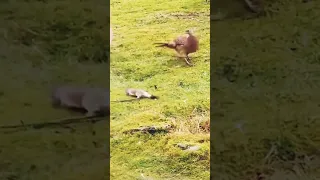 Animal vs bird #shorts #shortsfeed #viral