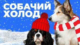 Нужно ли одевать собаку 🐕 Как не допустить переохлаждение у щенка 🐩 Как понять что собака замерзла 🐾