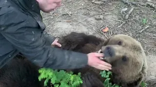 Как медведи умеют улыбаться?