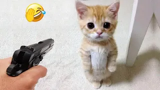 😅🤣 Funny Dog And Cat Videos 🐱😆 Funny Animal Videos #8