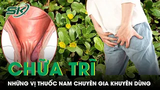 Phần 11: Những Loại Thảo Dược Giúp Chữa Trĩ Hiệu Quả I SKĐS