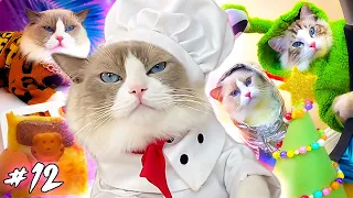 Cat cooks food #12 (funny cat cooking actions) Recipes from a cat