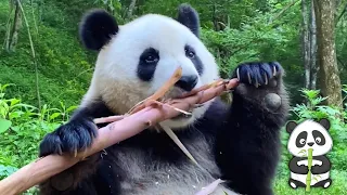 Giant Panda Eating Bamboo ASMR