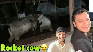 Angry cow milgai hame aj😂 | damadas ne hath lagaya to iPhone gift😍