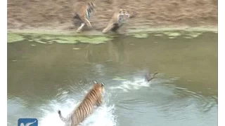 Siberian tigers trained for wild in NE China