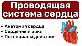 Проводящая система сердца: водители ритма, пучок Гиса, волокна Пуркинье / Физиология сердца