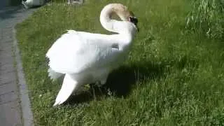 Нападение лебедя на человека. Swan attack