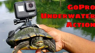 GoPro On Turtle and Fish!