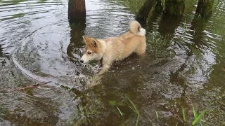 Первый выход  щенка Чезы