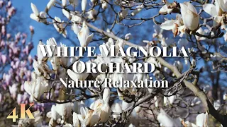 💮 Magnolias in Bloom: A 2-Hour Visual & Audio Escape to a Tranquil Spring Orchard 4K