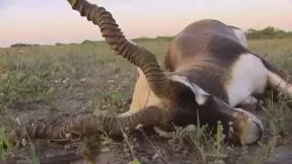 Blackbuck Antelope