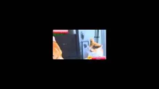 ПРИКОЛЮХА #10 Приколы! Коты против собак 2014 ЭПИК!!!  Funny Cats vs Dogs Compilation