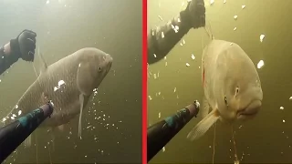 Spearfishing for GRASS CARP(12 KG).Белый амур  12 кг. ружье Таймень 850