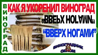 🍇 Узнай! Зачем укореняют виноград "вверх ногами"? Как растут эти саженцы?