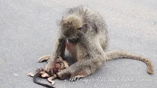 Mourning Mother refuses to let go of dead Monkey baby.