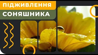 Підживлення соняшника. [feed sunflower] [GrowEx]