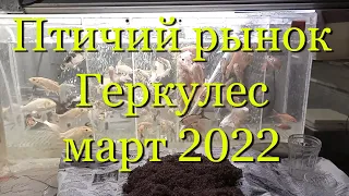 Птичий рынок Геркулес Ростов-на-Дону, март 2022г.