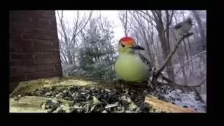 Les Hymnes à la Nuit de Novalis, les oiseaux écoutent.