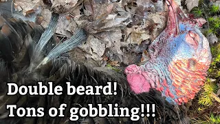 Double Bearded Bird!!! PA Spring Gobbler Turkey Hunting 2023 - Ridge Raised Outdoors