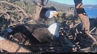 Big Bear eagles scare off intruder