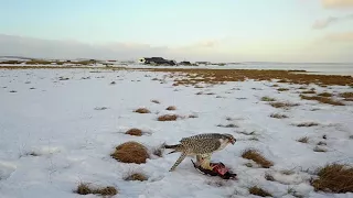 Fálki  Gyrfalcon in Iceland