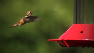 A Hummingbird Frequency