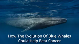 How The Evolution Of Blue Whales Could Help Beat Cancer