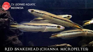 Channa micropeltes. The GIANT RED SNAKEHEAD. (Leopard Aquatic G035F)