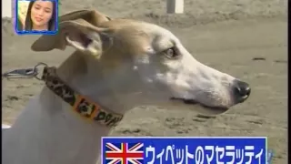 陸上競技【100M】対決　ウサイン・ボルトVS犬。M,Y