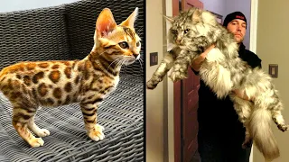 Os Gatos Mais Raros Que Existem