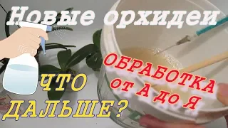 Как проходит моя обработка новых орхидей? Обнаружен мучнистый червец.