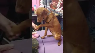 Lovely Vizsla Dog | YOU WON'T BELEIVE How This Vizsla Puppy Demands To Be Groomed | Vizsla Grooming