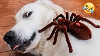Funny Animal Videos 2022 - Funniest Cats And Dogs Videos #3