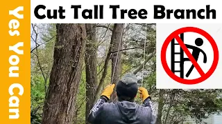 How-to Cut Tall Tree Branch Without a Ladder Using a Cheap Rope Saw