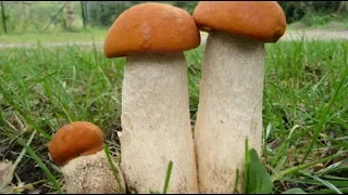 Мы орали как сумасшедшие,🍄🍄🍄грибы на каждом шагу сентябрь 2019