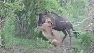 Wildebeest escapes Lion's attack!