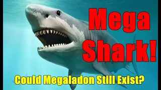 Does the Megalodon still exist?