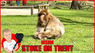 Inside the Monkey Forest 2021 | Stoke on Trent | Trentham
