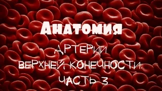 Лучевая артерия a. radialis