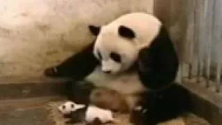 SNEEZING BABY PANDA DIE'S. news BURTBOW