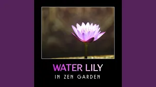 Water Lily in Zen Garden