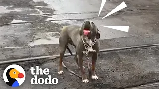 This Pittie Rescue Was Meant To Be | The Dodo
