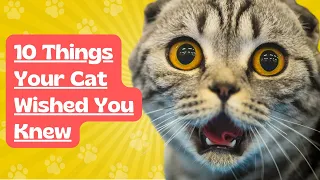 10 Things Your Cat Wished You Knew