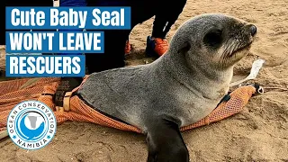 Cute Baby Seal Won't leave His Rescuers!